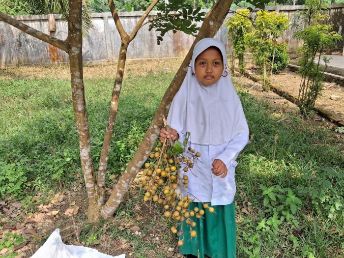 Siswa dan Guru MIN 2 Tebo Gelar Panen Raya Buah Kelengkeng di Lingkungan Madrasah